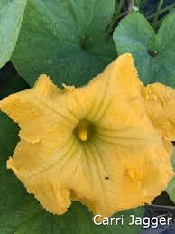 Image result for female flowers cucumber