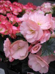Dragone Champagne Rieger Begonia House Plants Plants Flowers