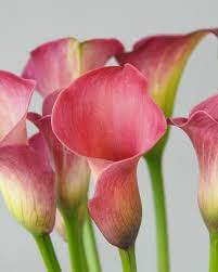 Calla Lily Captain Romance Calla Lily Calla Lily Bulbs Calla