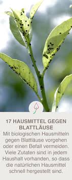 Blattlause Bekampfen Schadlinge Im Garten Hausmittel Unkraut Im Garten