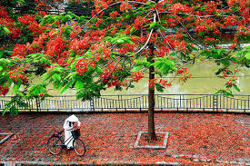Lễ hội hoa phượng đỏ. Ve May Bay Ä'i Háº£i Phong