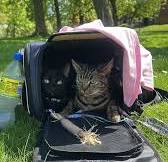 Recommendations for cat backpacks for short hikes