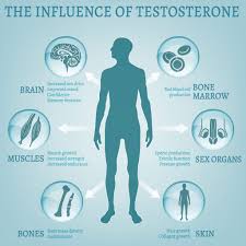 While testosterone is responsible for hair follicles priming, dht promotes linear facial hair growth. The Rough Guide To Testosterone Hituni