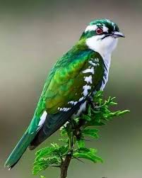 Oiseaux Photos Oiseaux Colores Beaux Oiseaux Oiseaux Exotiques