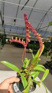 Image result for Bulbophyllum falcatum
