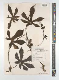 Image result for Coccinia mildbraedii