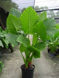 Olifantsoor Alocasia Macrorrhiza Mijntuin Org Plants Outdoor Plants Foliage Plants