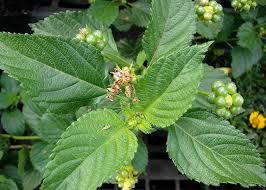 Image result for Lantana camara