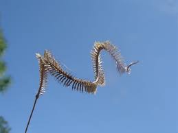 Image result for Ctenium