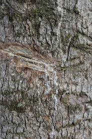 Image result for Canarium schweinfurthii