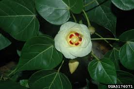 Image result for Thespesia populnea