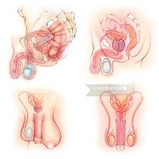 Attached to the pelvis are muscles of the buttocks, the lower back, and the thighs. Male Pelvic Floor Muscles And Reproductive Organs Illustration By Juliet Percival Medical