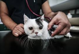 20 Binde 1 Goruluyor Cuce Kedi Kaju