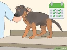 Browse and find german shepherd puppies today, on the uk's leading dog only classifieds site. 4 Ways To Buy A German Shepherd Puppy Wikihow