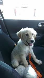 Yuva Arayan Yavru Golden Retriever Retriever Golden Retriever Kopek