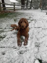 Has homeward bound pets made a difference in your life? Homeward Bound Animal Welfare Group Inc Reviews And Ratings Middlebury In Donate Volunteer Review Greatnonprofits
