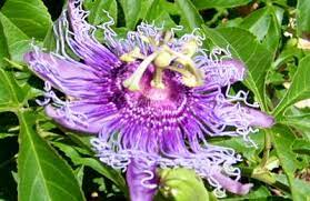 Prune most vines in texas during the dormant season from february to may. Vine List Central Texas Gardener