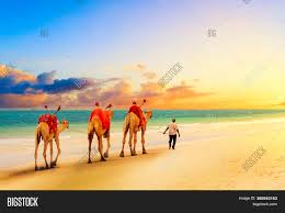 Camel supports a pluggable interface called predicate which can be used to integrate a dynamic predicate into enterprise integration patterns such as when using the message filter or content based router. Camels African Sandy Image Photo Free Trial Bigstock
