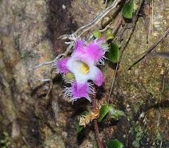 Image result for Neoboutonia