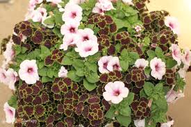 Gardeners.com has been visited by 10k+ users in the past month An Easy Care Guide For Luscious Hanging Basket Flowers Garden Therapy