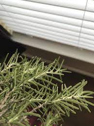 While black spot may seem relentless in your rose garden, it's actually easy. Ask A Question Forum Rosemary Black Dots Garden Org