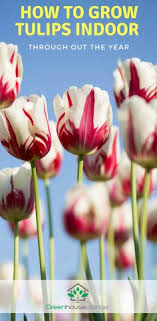 10 tips for beginning gardeners spring gardens are waking — here's what to do in march how to start a cut flower garden for beautiful bouquets all year got allergies? 28 Indoor Bulbs Ideas Garden Bulbs Planting Bulbs Planting Flowers