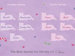 Best instagram usernames idea's 2021 boys/girls collection,all types of cool,best,swag,attitude,unique,classy,naughty,witty,aesthetic ideas. 88 Unique Ferret Names