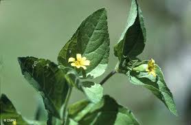 Image result for Calyptocarpus vialis