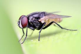 Common Housefly: Life Cycle and Health Risks Explained
