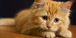 We did not find results for: Penyebab Kucing Cacingan Dan Cara Mengobatinya Dengan Benar Merdeka Com