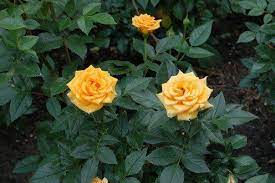 Growing A Miniature Rose Bush Outdoors Roses Garden Care Planting Roses Rose Care