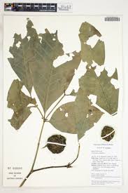 Image result for Landolphia rufescens