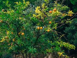 Download in under 30 seconds. What Does A Pomegranate Tree Look Like Garden Eco
