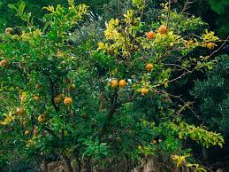 Pomegranate trees are native to countries with alluvial soil. What Does A Pomegranate Tree Look Like Garden Eco