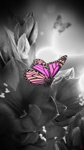 Art Black And White Pictures To Color Color Butterfly Color Splash Pink Color Splash Art Color Splash Photography