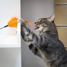 People often mistakenly believe that declawing their cats is a harmless quick fix for unwanted scratching. Why Cats Need Claws Friends For Life Animal Shelter
