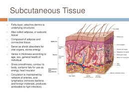 Pin By Hailey Van Effen On Subcutaneous Layer Skin Anatomy Subcutaneous Tissue Integumentary System