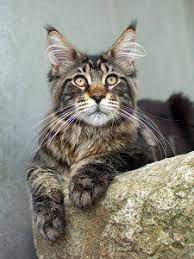 Mixed maine coons may have short hair, or patches of short hair over their long bodies. Do Maine Coon Cats Have Dander Pet Allergies Concerns Faqcats Com