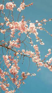 Check spelling or type a new query. Sakura Tree Aesthetic Wallpapers Wallpaper Cave