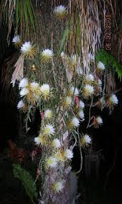 This is the night blooming fragrant cactus people have parties for! Our Port Charlotte Garden Rock Garden Plants Calathea Plant Orchid Cactus