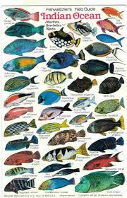 Indian Ocean Fish Fishes Maldives Zanzibar Fish Diving Books