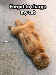Have A Great Caturday Cats Cat Memes Funny Memes Caturday Caturday Memes Best Cat Memes Cat Memes Funny Animal Jokes