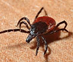 Animali Da Tenere A Bada Escursioni Con I Bambini In Appennino Emiliano Romagnolo E In Toscana