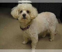 Maltese are great and very popular dogs, just like the poodle is! Puppyfinder Com Maltipoo Puppies Puppies For Sale And Maltipoo Dogs For Adoption Near Me In Colorado Usa Page 1 Displays 10