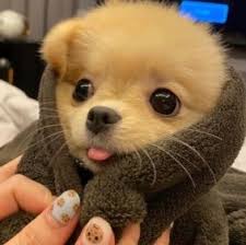 5 Best Pomeranian Breeders In Pennsylvania 2022 We Love Doodles
