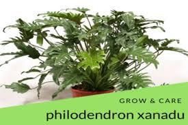 You can cut a philodendron with or without aerial root. Philodendron Xanadu Grow And Care Tips Philodendron Plant