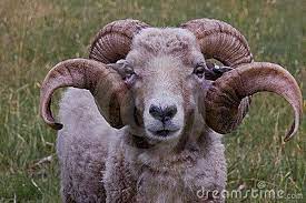 A Ram With Nice Horns Animals With Horns Big Horn Sheep Goat Horns