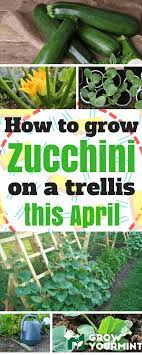 Maybe you would like to learn more about one of these? Up Up And Away How To Grow Zucchini On A Trellis Weekend Gardener Growing Zucchini Fall Garden Vegetables Organic Vegetable Garden