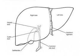 The human liver is located on the right side of the abdomen. Pin On Saves