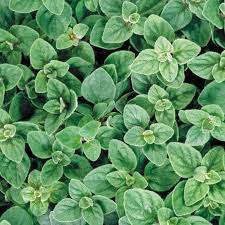 Greek or mediterranean oregano, like many herbs, comes from the mint family. Greek Oregano Seeds Park Seed